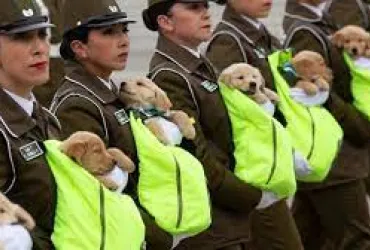 Women in brown uniforms hold puppies 